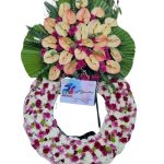 تاج درباری تاجدار آنتریوم، داودی